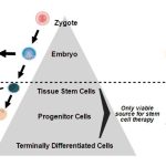 Direct Cell